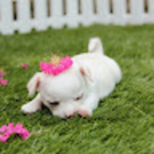 Meet your Posher, Samantha